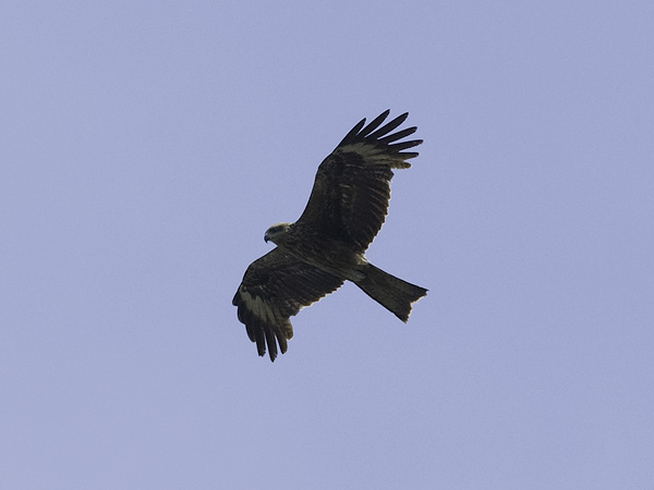 Haarahaukka, Black Kite, Milvus migrans