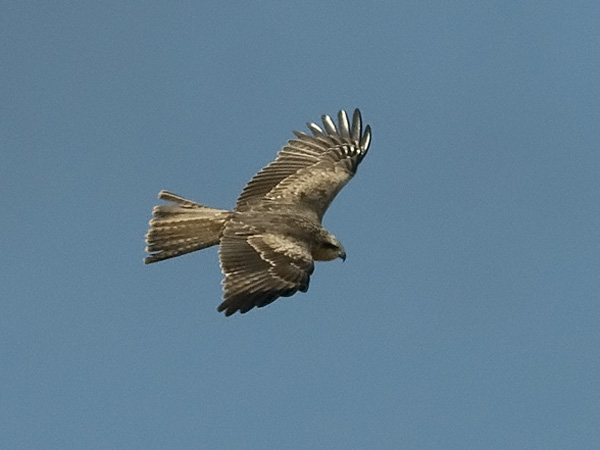 Haarahaukka, Black Kite, Milvus migrans