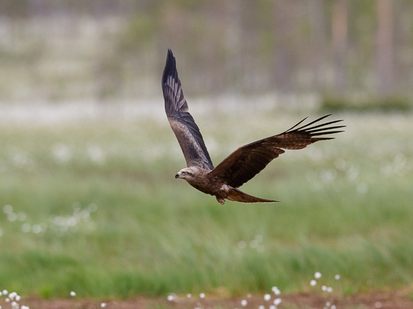 Haarahaukka, Black Kite, Milvus migrans