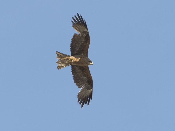 Haarahaukka, Black Kite, Milvus migrans
