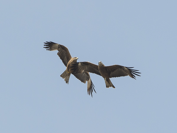 Haarahaukka, Black Kite, Milvus migrans
