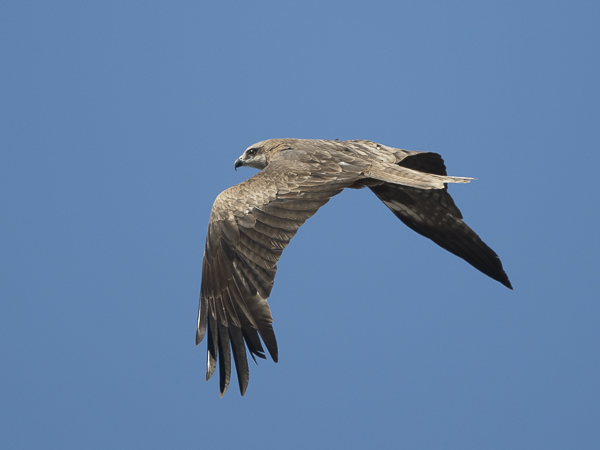 Haarahaukka, Black Kite, Milvus migrans