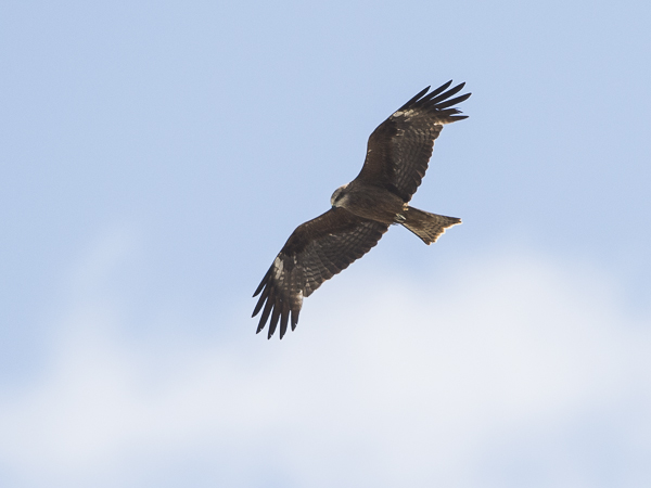 Haarahaukka, Black Kite, Milvus migrans