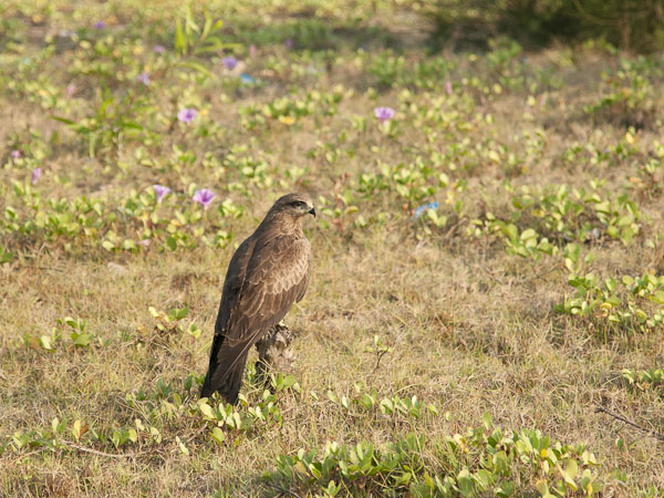 Haarahaukka, Black Kite, Milvus migrans