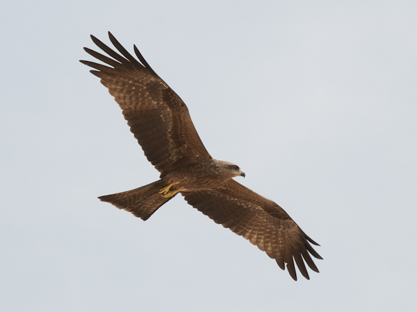 Haarahaukka, Black Kite, Milvus migrans