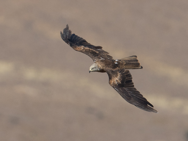 Haarahaukka, Black Kite, Milvus migrans