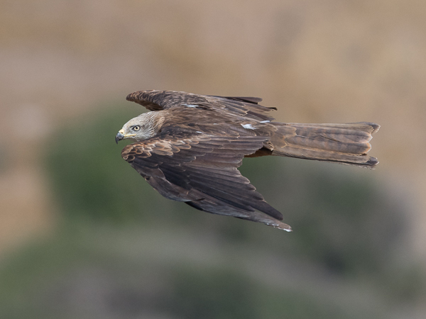 Haarahaukka, Black Kite, Milvus migrans
