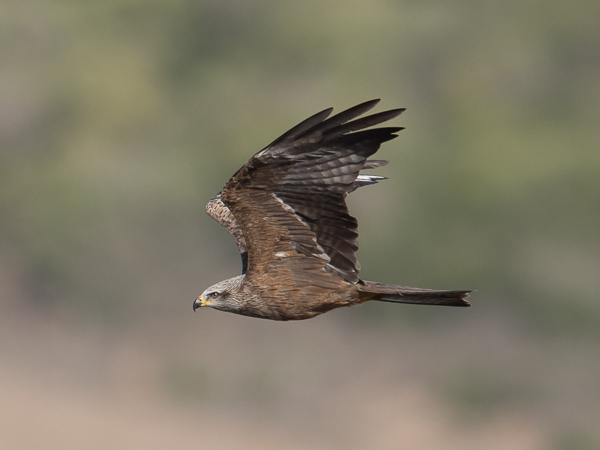 Haarahaukka, Black Kite, Milvus migrans