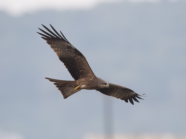 Haarahaukka, Black Kite, Milvus migrans