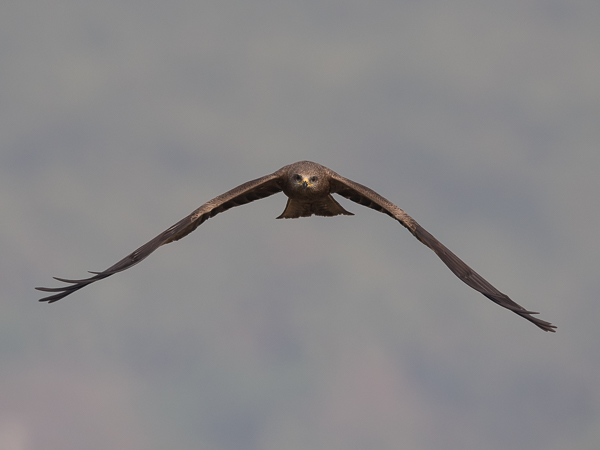 Haarahaukka, Black Kite, Milvus migrans