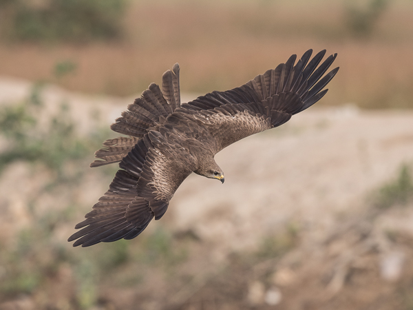 Haarahaukka, Black Kite, Milvus migrans