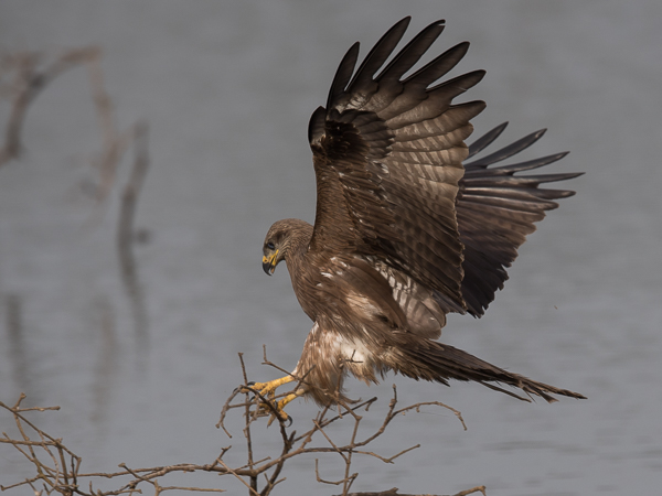 Haarahaukka, Black Kite, Milvus migrans