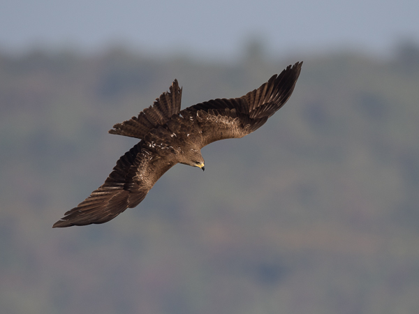 Haarahaukka, Black Kite, Milvus migrans