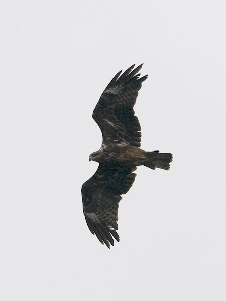Haarahaukka, Black Kite, Milvus migrans