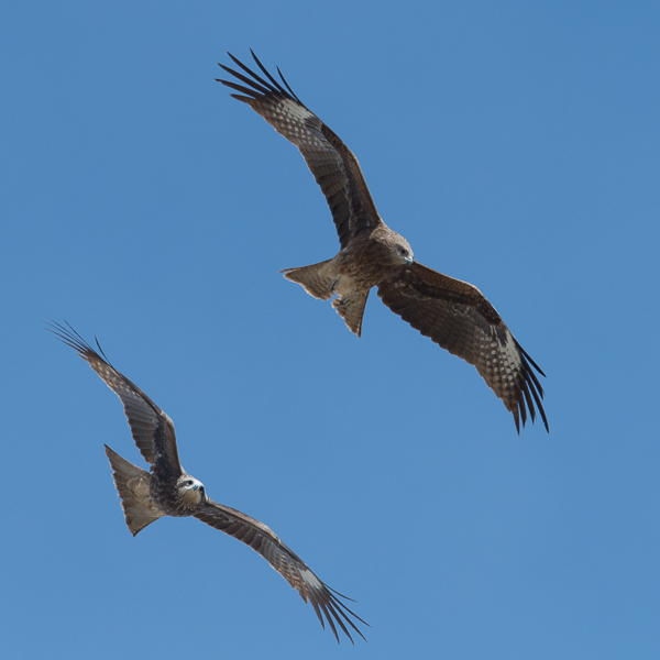 Haarahaukka, Black Kite, Milvus migrans