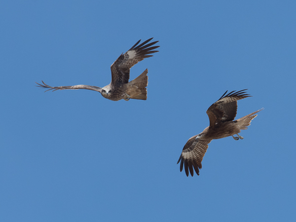 Haarahaukka, Black Kite, Milvus migrans