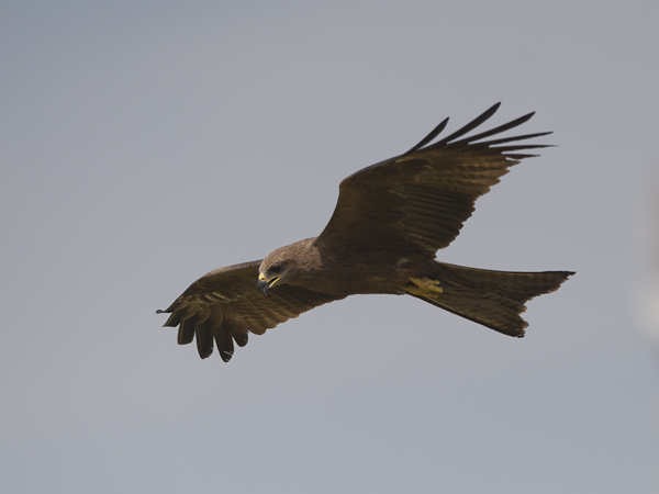Haarahaukka, Black Kite, Milvus migrans