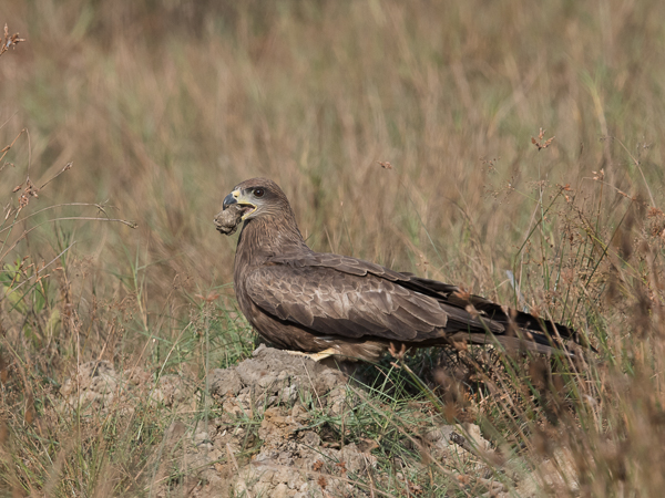 Haarahaukka, Black Kite, Milvus migrans