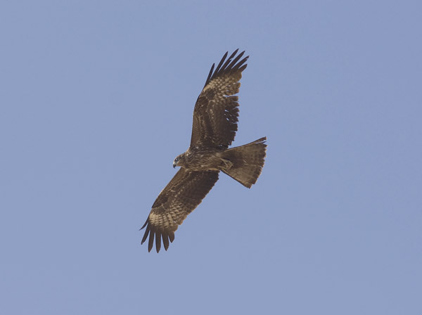 Haarahaukka, Black Kite, Milvus migrans