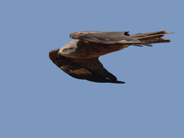 Haarahaukka, Black Kite, Milvus migrans