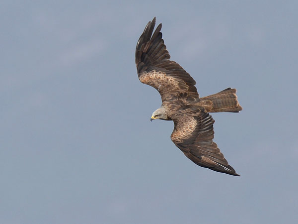 Haarahaukka, Black Kite, Milvus migrans