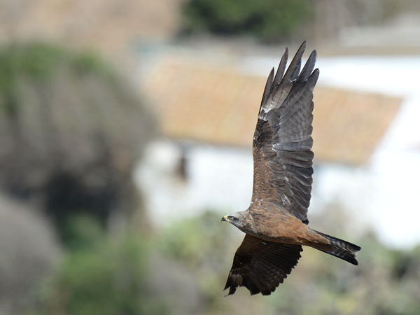 Haarahaukka, Black Kite, Milvus migrans