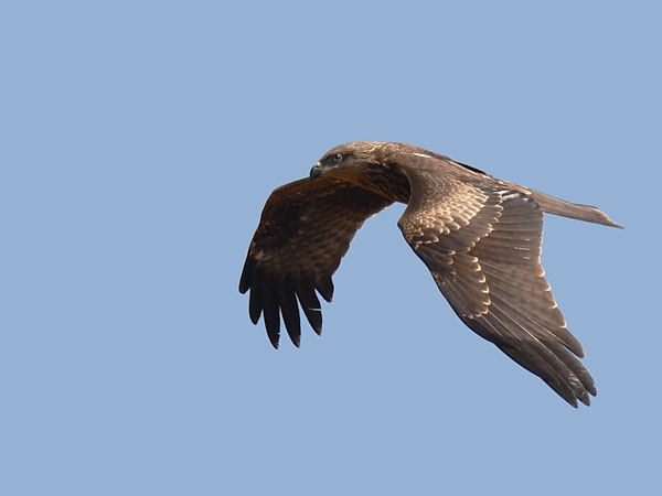 Haarahaukka, Black Kite, Milvus migrans