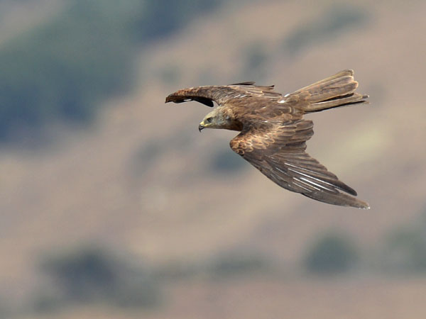 Haarahaukka, Black Kite, Milvus migrans