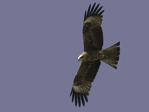 Haarahaukka, Black Kite, Milvus migrans