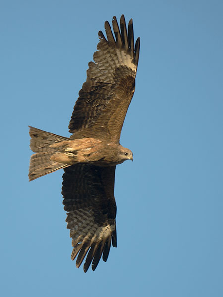 Haarahaukka, Black Kite, Milvus migrans