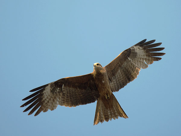 Haarahaukka, Black Kite, Milvus migrans