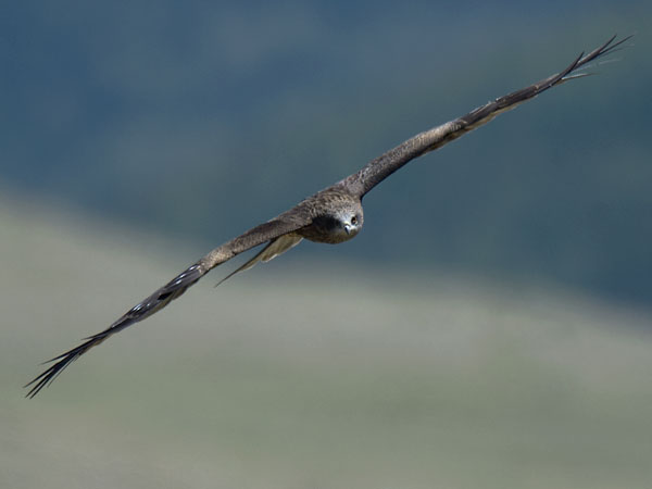 Haarahaukka, Black Kite, Milvus migrans