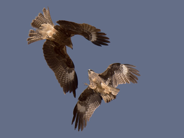Haarahaukka, Black Kite, Milvus migrans