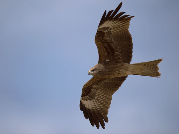 Haarahaukka, Black Kite, Milvus migrans