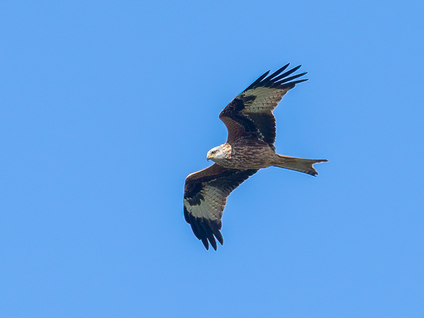 Isohaarahaukka, Red Kite, Milvus milvus