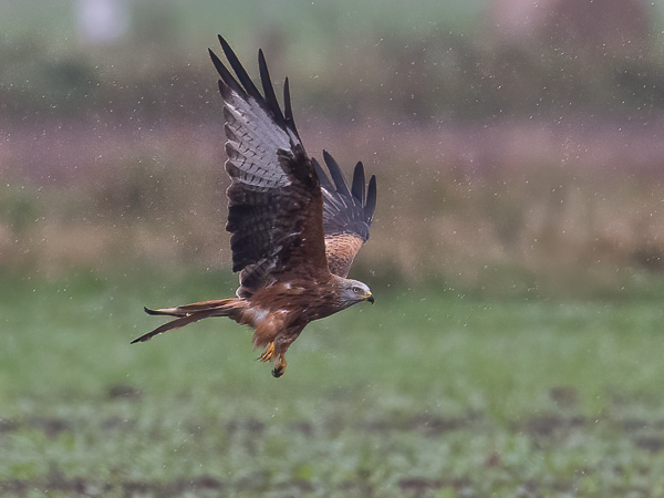 Isohaarahaukka, Red Kite, Milvus milvus