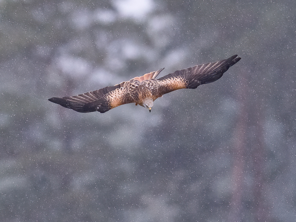Isohaarahaukka, Red Kite, Milvus milvus