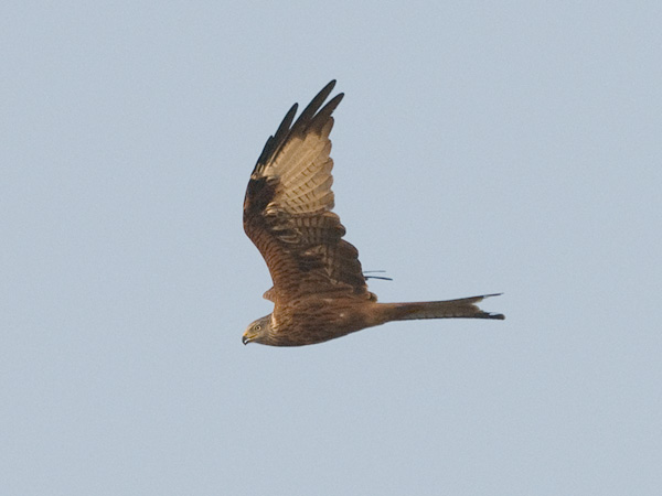 Isohaarahaukka, Red Kite, Milvus milvus