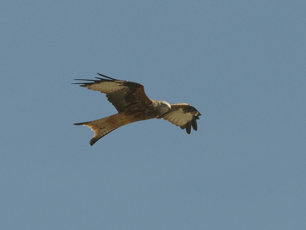 Isohaarahaukka, Red Kite, Milvus milvus