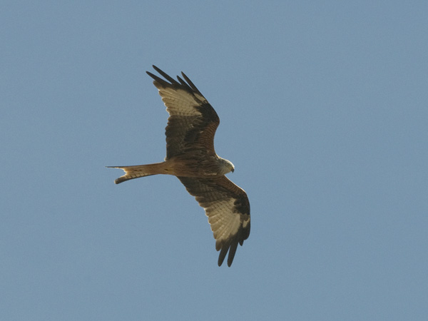 Isohaarahaukka, Red Kite, Milvus milvus