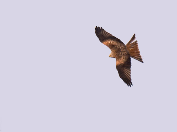 Isohaarahaukka, Red Kite, Milvus milvus