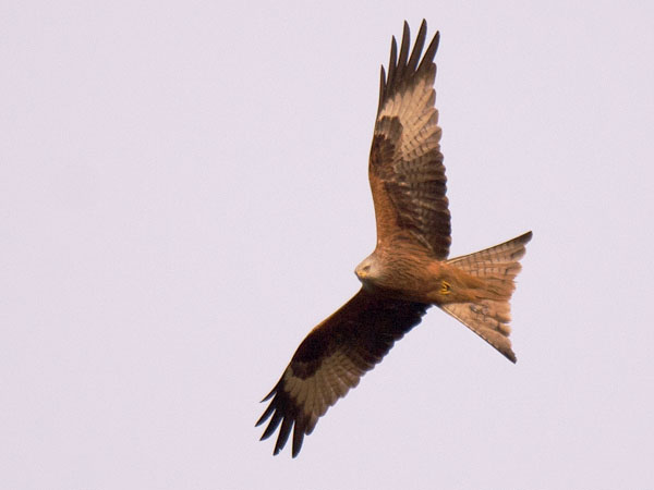 Isohaarahaukka, Red Kite, Milvus milvus