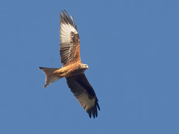 Isohaarahaukka, Red Kite, Milvus milvus