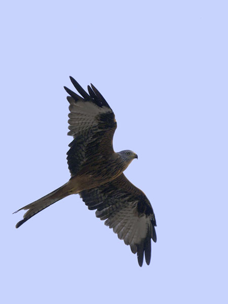 Isohaarahaukka, Red Kite, Milvus milvus