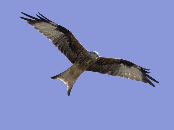Isohaarahaukka, Red Kite, Milvus milvus