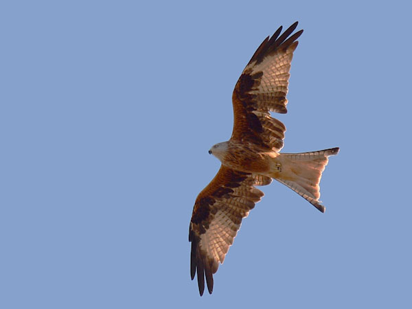 Isohaarahaukka, Red Kite, Milvus milvus