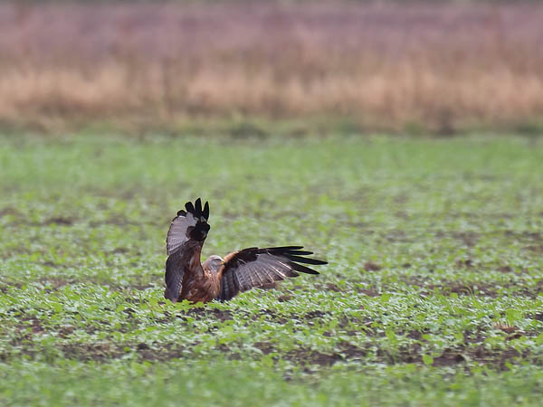 Isohaarahaukka, Red Kite, Milvus milvus