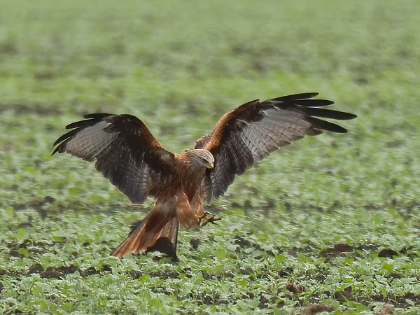 Isohaarahaukka, Red Kite, Milvus milvus