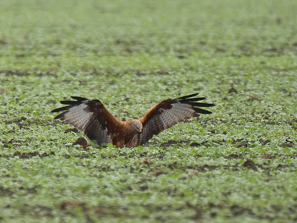 Isohaarahaukka, Red Kite, Milvus milvus