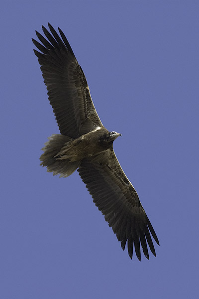 Pikkukorppikotka, Egyptian Vulture, Neophron percnopterus